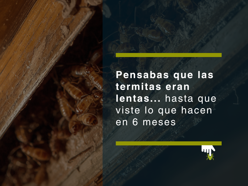Pensabas que las termitas eran lentas... hasta que viste lo que hacen en 6 meses - PLAGASUR® | Control de Plagas en Puerto Montt - Puerto Varas - Osorno - Castro