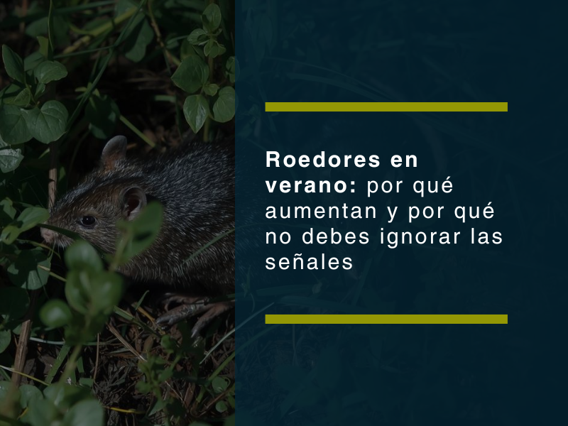 Roedores en verano: por qué aumentan y por qué no debes ignorar las señales - PLAGASUR® | Control de Plagas en Puerto Montt - Puerto Varas - Osorno - Castro