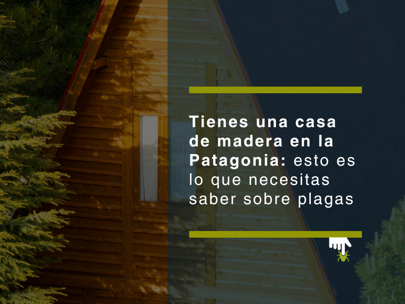 Tienes una casa de madera en la Patagonia: esto es lo que necesitas saber sobre plagas - PLAGASUR® | Control de Plagas en Puerto Montt - Puerto Varas - Osorno - Castro