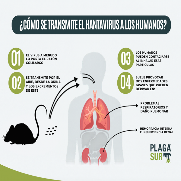 Cepa Andes: el Hantavirus que puede transmitirse entre personas en Chile - PLAGASUR® | Control de Plagas en Puerto Montt - Puerto Varas - Osorno - Castro