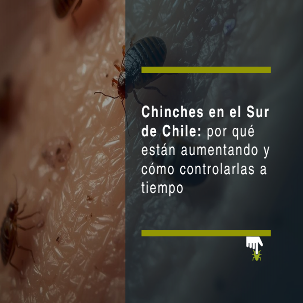 Chinches en el sur de Chile: por qué están aumentando y cómo controlarlas a tiempo - PLAGASUR® | Control de Plagas en Puerto Montt - Puerto Varas - Osorno - Castro