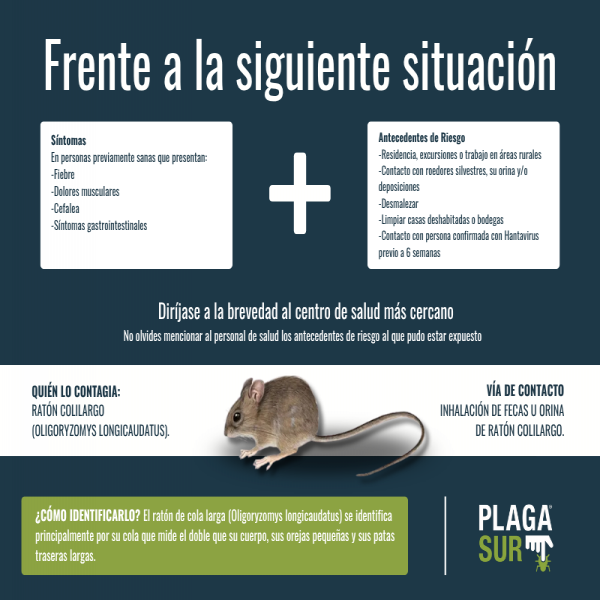 Hantavirus en Chile: lo que necesitas saber para prevenir el contagio - PLAGASUR® | Control de Plagas en Puerto Montt - Puerto Varas - Osorno - Castro