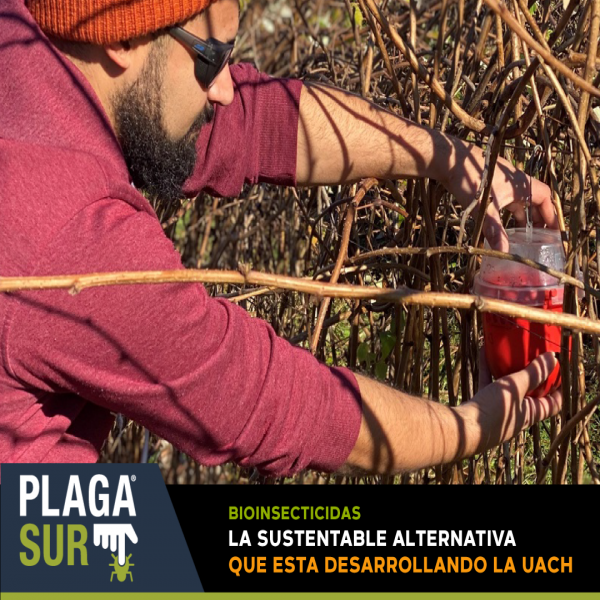 La UACH desarrolla una sustentable idea; Bioinsecticidas - PLAGASUR® | Control de Plagas en Puerto Montt - Puerto Varas - Osorno - Castro