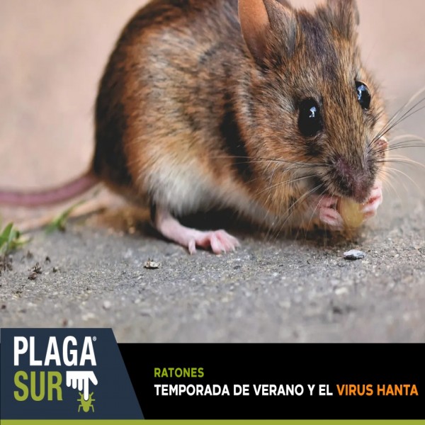 Temporada de verano y el Virus Hanta - PLAGASUR® | Control de Plagas en Puerto Montt - Puerto Varas - Osorno - Castro